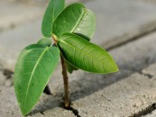 resilience