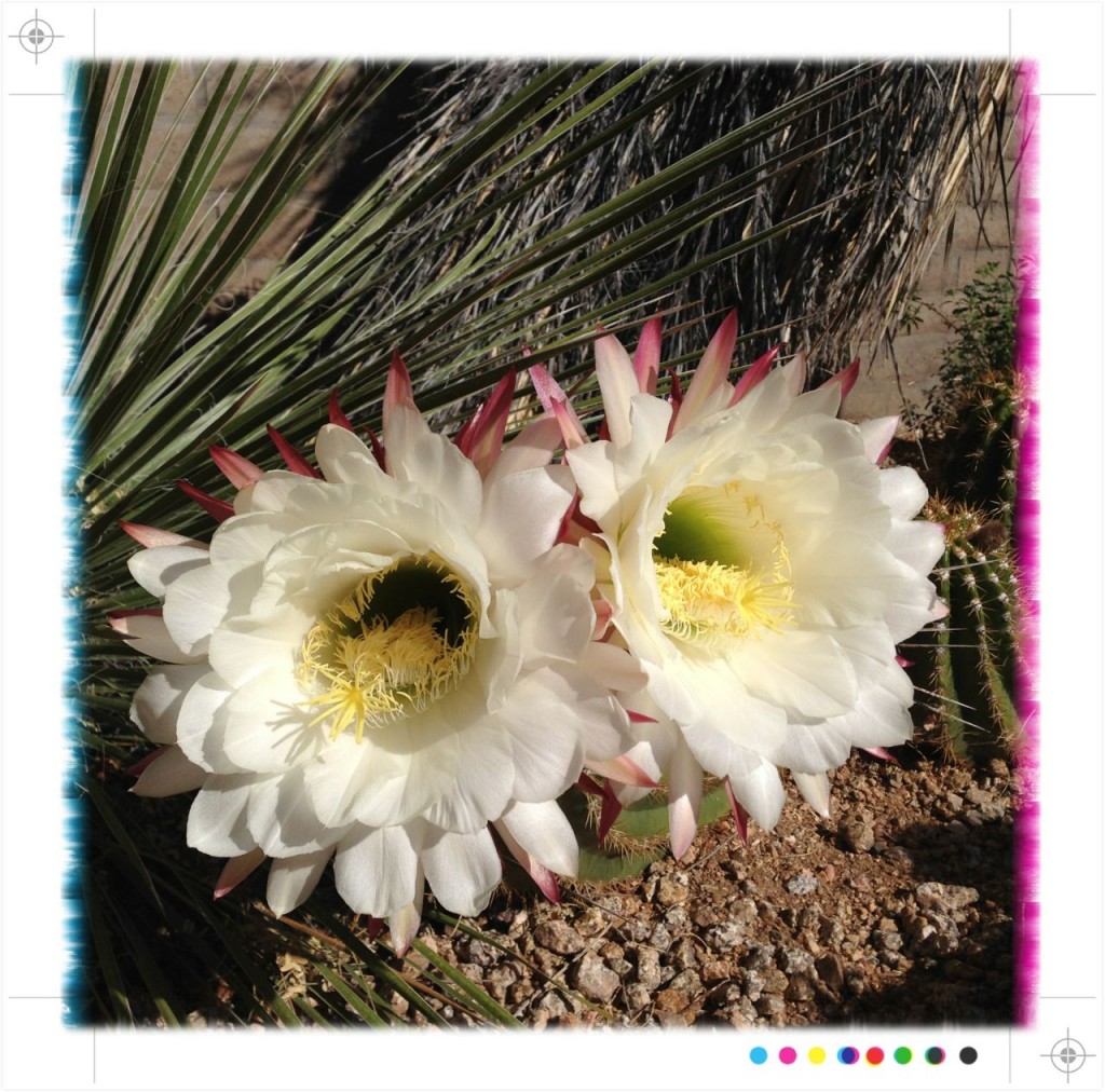 Flowering Cactus