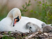 Swan-Nest