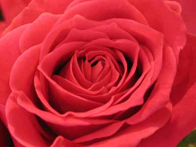A Rose is A Rose…