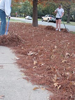 lots of leaves lots of leaves