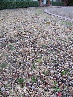 and lots of acorns and lots of acorns