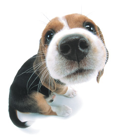 http://www.themoatblog.com/wp-content/uploads/2012/08/dog-beagle-pup-big-nose.jpg